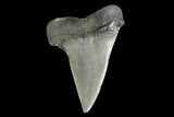 Fossil Mako Shark Tooth - South Carolina #142308-1